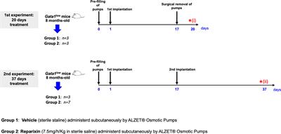 The CXCR1/CXCR2 Inhibitor Reparixin Alters the Development of Myelofibrosis in the Gata1low Mice